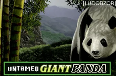 Untamed Giant Panda