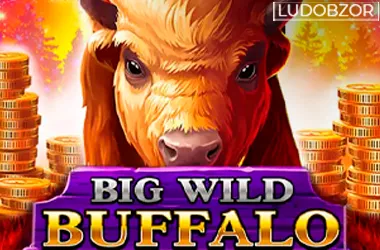 Big wild buffalo