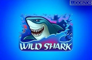 Wild Shark